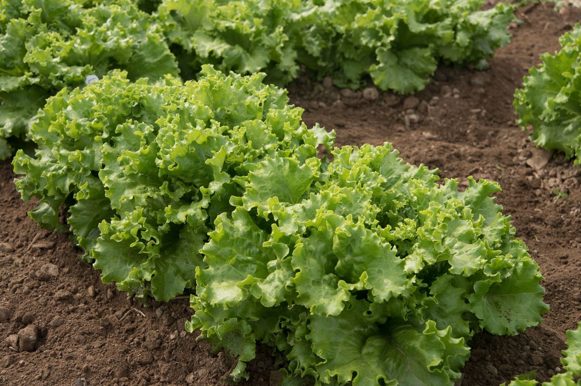 Starfighter – Lettuce Seed